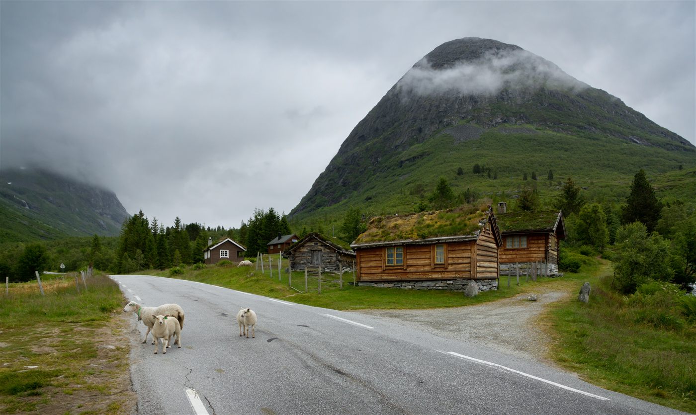 Sauer i fjellområde i Norge